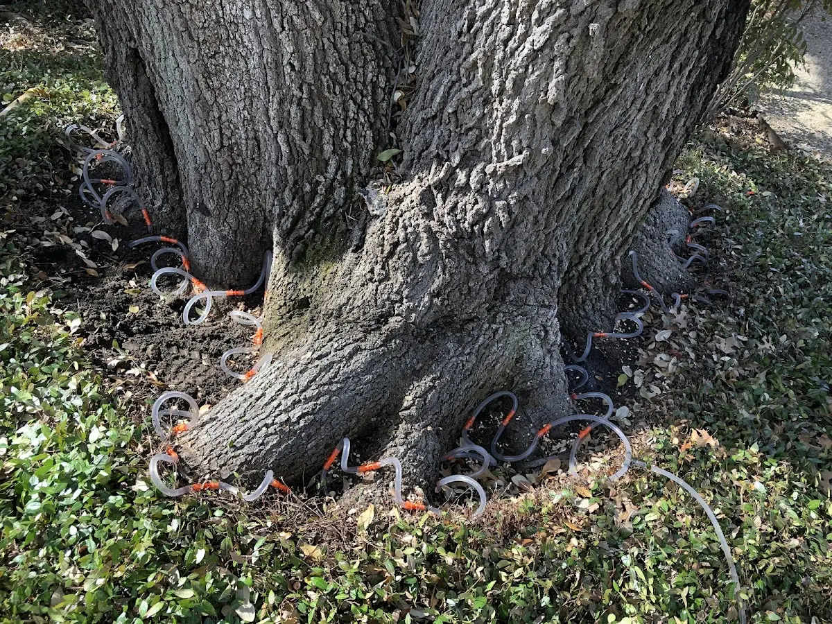 Detailed Tree Cabling and Bracing job site in Dulzura